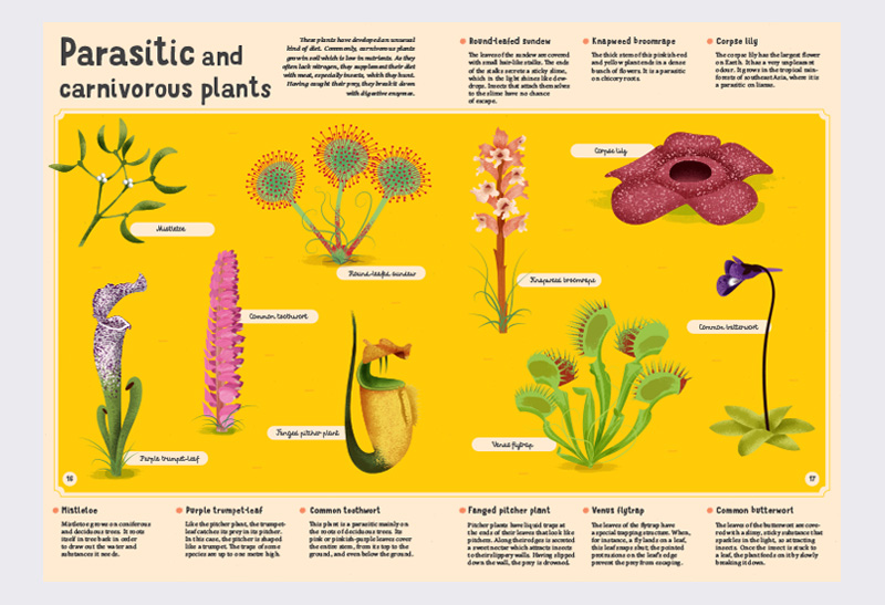 Albatros MediaEncyclopaedia of Plants, Fungi and Lichens for Young Readers  - Albatros Media